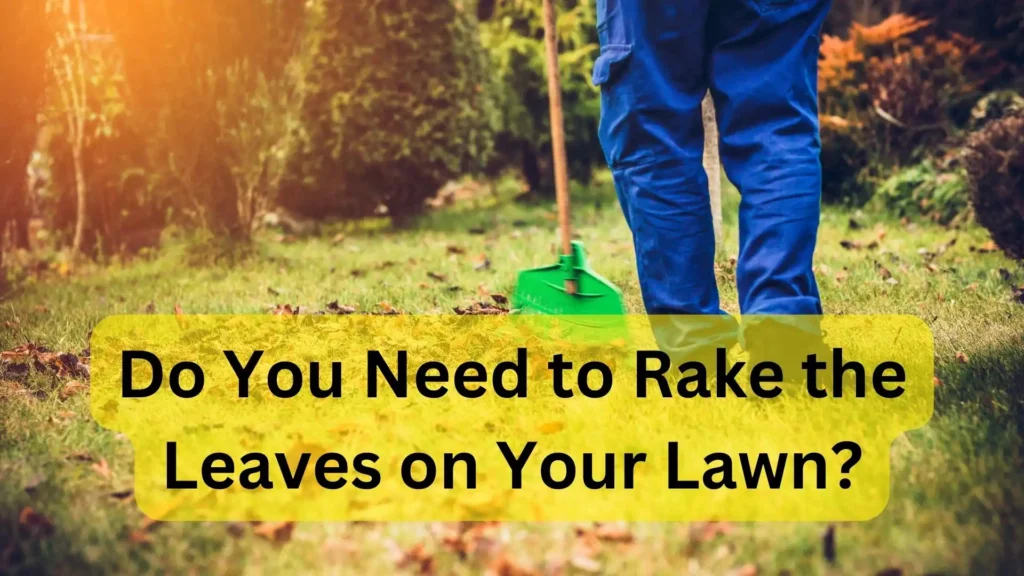 Do You Need to Rake the Leaves on Your Lawn? A Guide to Fall Cleanup