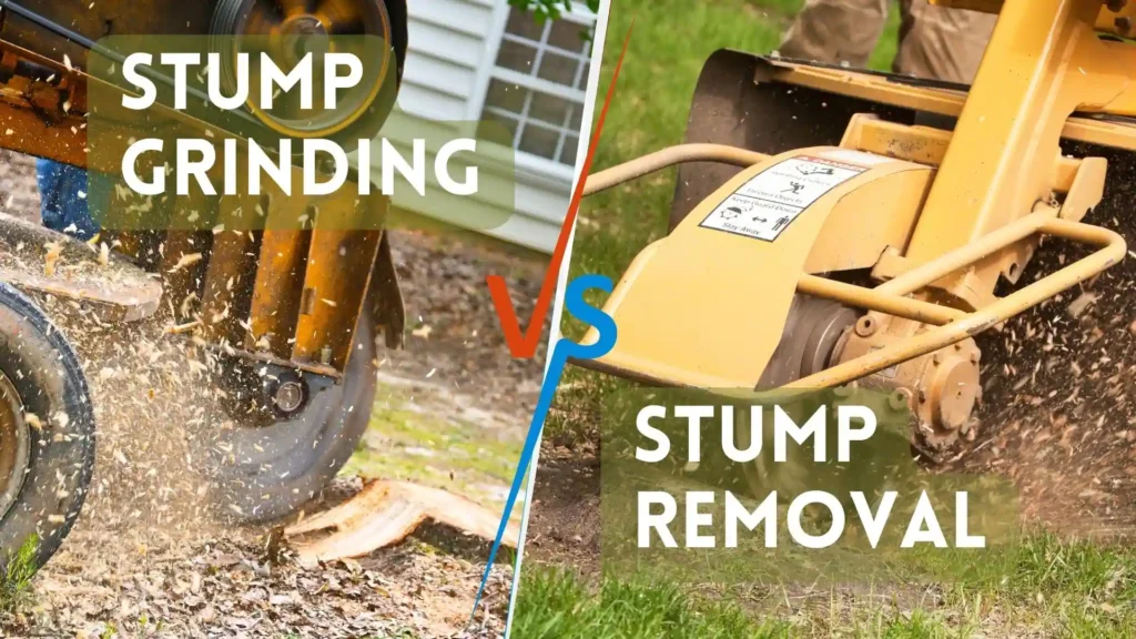 Stump Removal vs Stump Grinding – Which One Is Better?