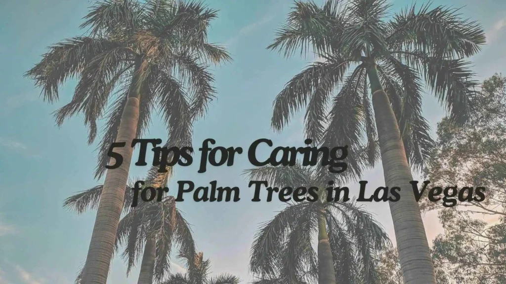 5 Tips for Caring for Palm Trees in Las Vegas