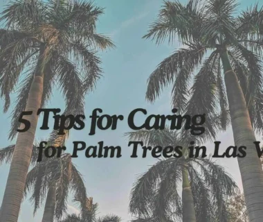 Caring for Palm Trees